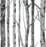 NW34800 birch tree peel and stick removable wallpaper by NextWall