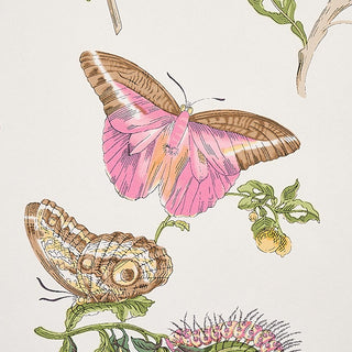 Schumacher Baudin Butterfly Floral Unpasted Wallpaper