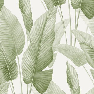 AG60004 Bali Tropical Mantra Palm Leaf Tropical Unpasted Wallpaper at Say Decor