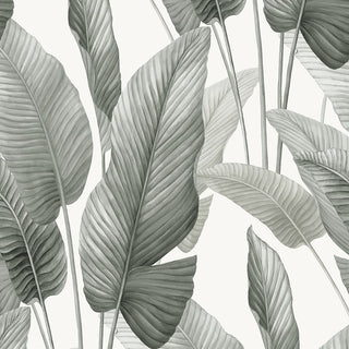 AG60010 Bali Tropical Mantra Palm Leaf Tropical Unpasted Wallpaper at Say Decor