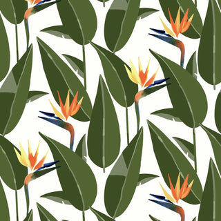 Mitchell Black Birds of Paradise Botanical Wallpaper in shade White at Say Decor