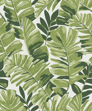 CC20204 California Coastal Aureliana Green Tropical Leaf Unpasted Wallpaper at Say Decor