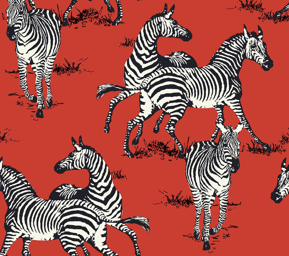 Playful Zebras Peel and Stick Removable Wallpaper