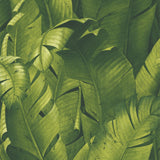 Banana leaf peel and stick wallpaper NW31000 from NextWall