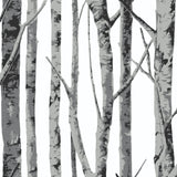 NW34800 birch tree peel and stick removable wallpaper by NextWall