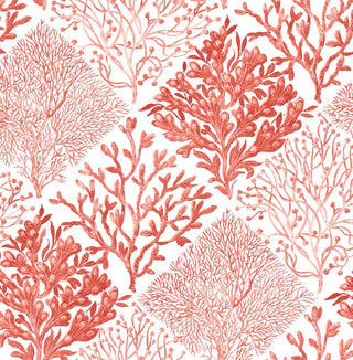 Seaweed beach peel and stick wallpaper NW45804 from NextWall