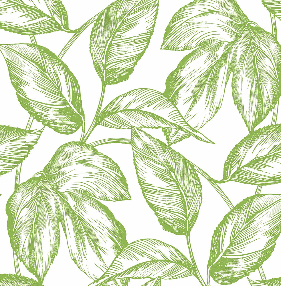 Sketched leaf peel and stick wallpaper NW46904 from NextWall