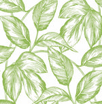 Sketched leaf peel and stick wallpaper NW46904 from NextWall