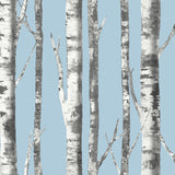 blue birch tree wallpaper