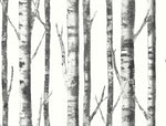 black and white birch tree botanical wallpaper